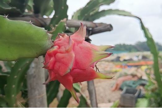 आम और लीची के बाद अब झरखंड में हो रही ड्रैगन फ्रूट की खेती, जानिए कहां