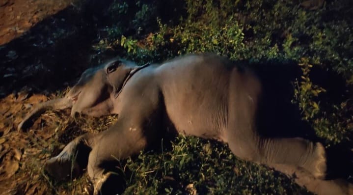 चाईबासा : तालाब में डूबने से डेढ़ माह के शिशु हाथी की मौत, हाथियों की झुंड ने बचाने का किया था प्रयास