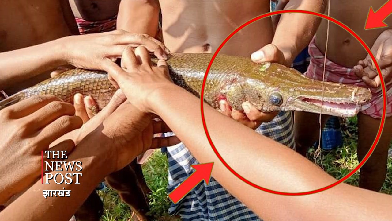 मुंह मगरमच्छ सा और शरीर मछली जैसा, क्या आपने देखी है ऐसी मछली!