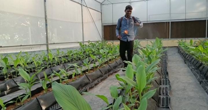 लोहरदगा का उद्यान विभाग अब बन गया है हाईटेक, कम समय में हो रहा ज्यादा से ज्यादा हल्दी का उत्पादन