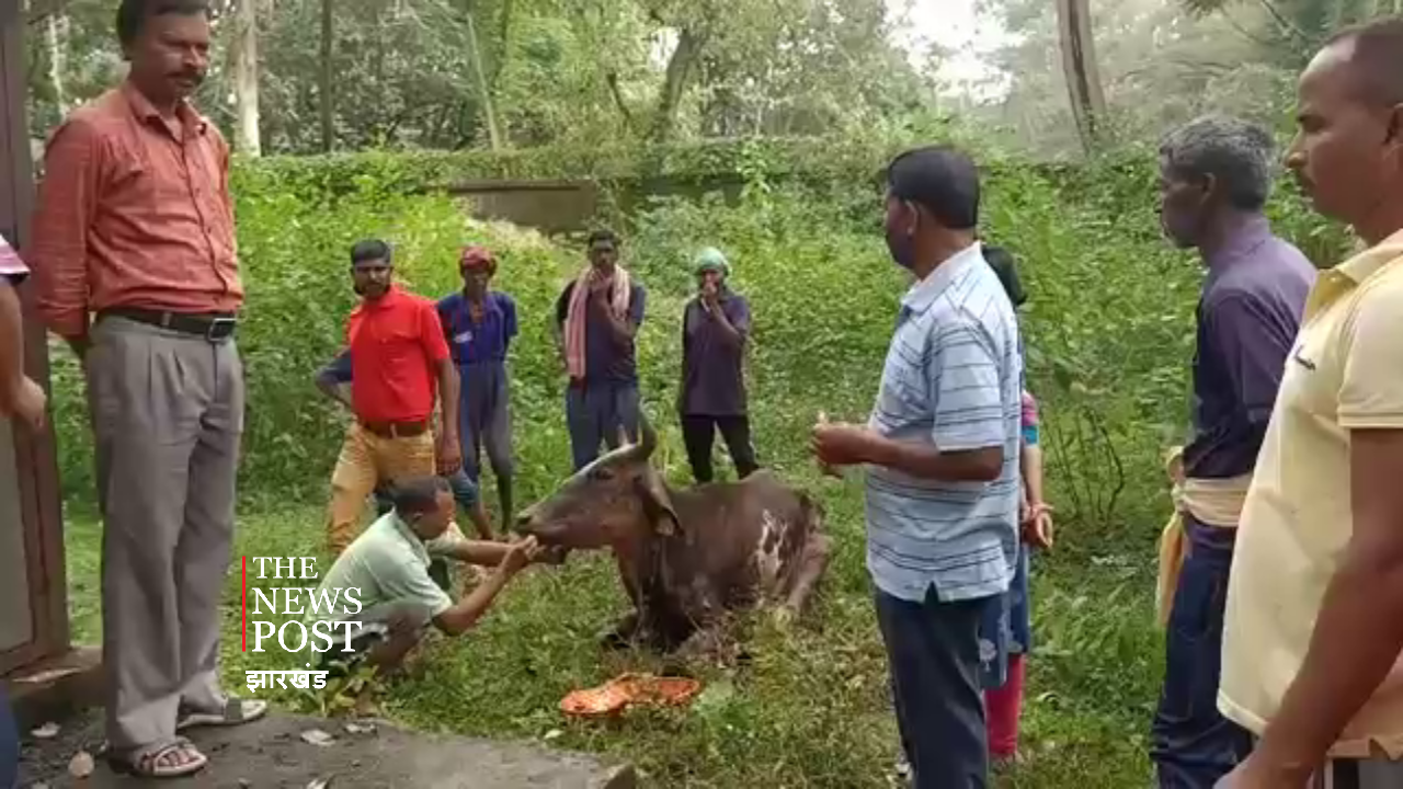 तीन दिन से भूखी कीचड़ में फंसी थी गाय, जानिए एनडीसी ने फिर क्या किया
