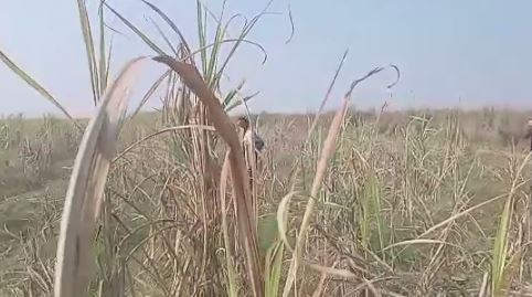 बिहार : VTR से निकलकर तेंदुआ पहुंचा रिहायशी क्षेत्र, लोगों में भय का माहौल