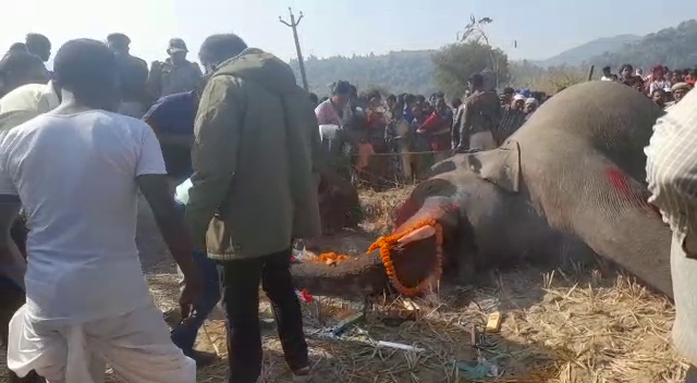 पटाखों की आवाज से डर कर भाग रहा था हाथियों का झुंड, बिजली तार की चपेट में आने से एक हाथी की मौत