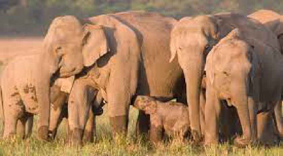 दुमका: 30 हाथियों के झुंड मसलिया प्रखंड में घुसा, लोगों को सावधानी बरतने का वन विभाग ने दिया निर्देश  