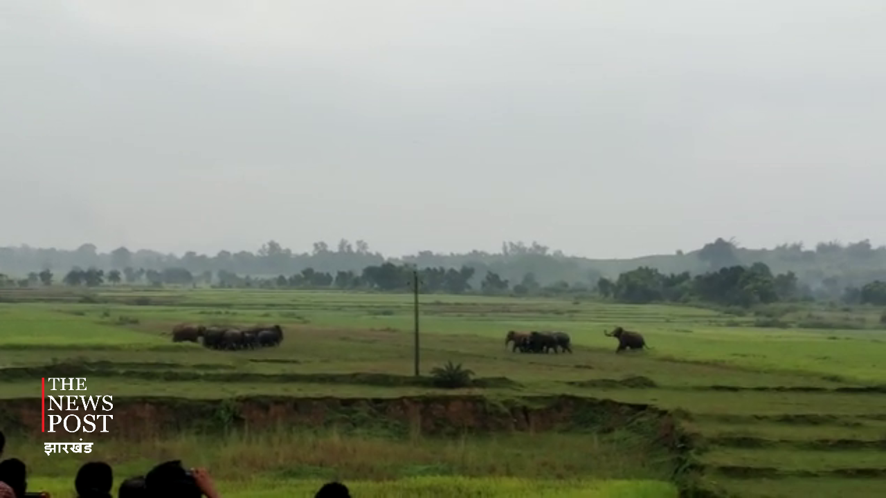 17 जंगली हाथी महीने भर से रौंद रहे खेत, दहशत में ग्रामीण