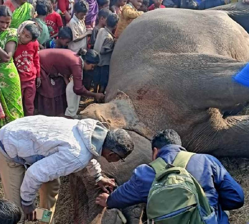 चाईबासा : बिजली विभाग की लापरवाही से गई हथिनी की जान, जानिए क्या है मामला 