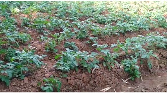 धनबाद के गोविंदपुर का रोतरा गांव, अशोक सिंह ने खुशहाली की बुनियाद रखी तो सांसद ने लिया गोद, जानिए कैसे बदली गांव की तक़दीर