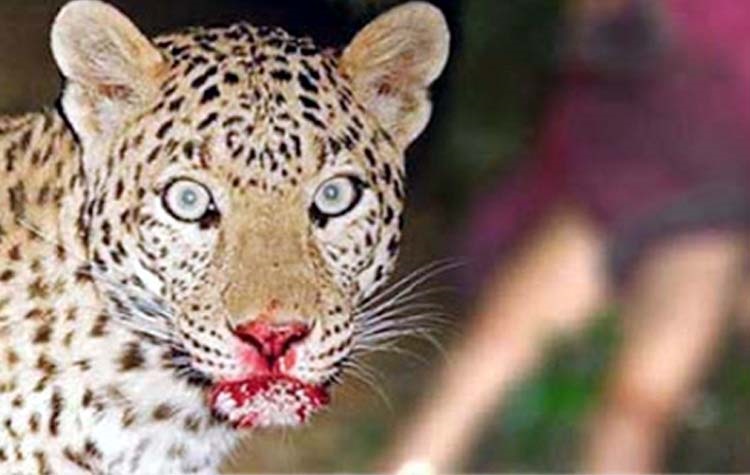 गढ़वा-पलामू में आदमखोर तेंदुए ने मचाया उत्पाद, नहीं पकड़े जाने पर मार दी जाएगी गोली !