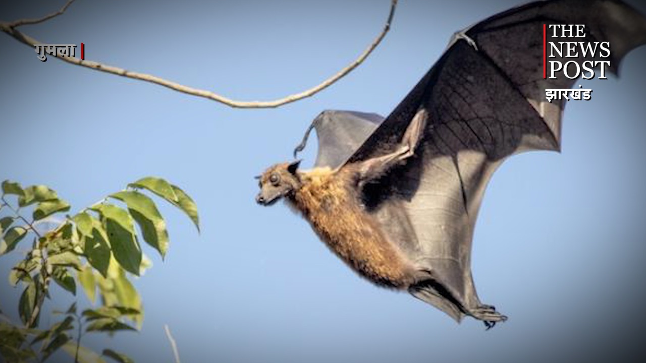 गिद्धों के बाद अब देश से चमगादड़ हो रहे विलुप्त!