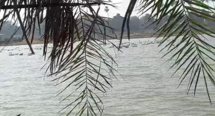 सर्दी के मौसम में एशिया ही नहीं बल्कि यूरोप,अमेरिका,न्यूज़ीलैंड, अफ्रीका जैसे देशों से भी यहां आते हैं पक्षी, वन विभाग कर रहा है संरक्षण