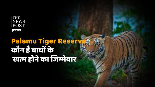 Forest Exposed : 50 से अधिक बाघों वाले पलामू टाइगर रिज़र्व से कहां चले गए बाघ? जानिए कागजी बाघों का हाल 
