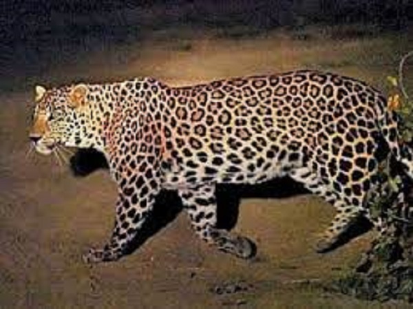 गढ़वा : विभाग ने तेंदुआ को किया आदमखोर घोषित, हैदराबाद से बुलाया जायेगा शूटर, तीन बच्चों की ले चुका है जान