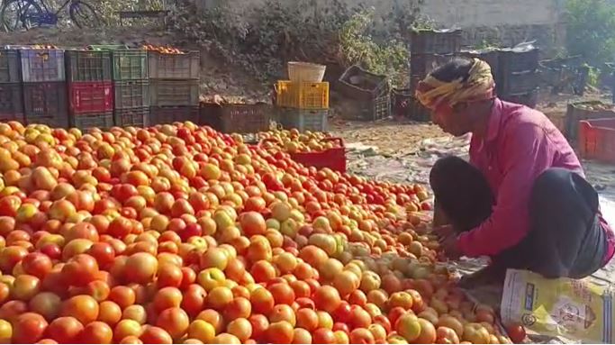 जमशेदपुर: टमाटर की खेती कर पछता रहें किसान, औने-पौने दामों पर बेचने को हुए मजबूर