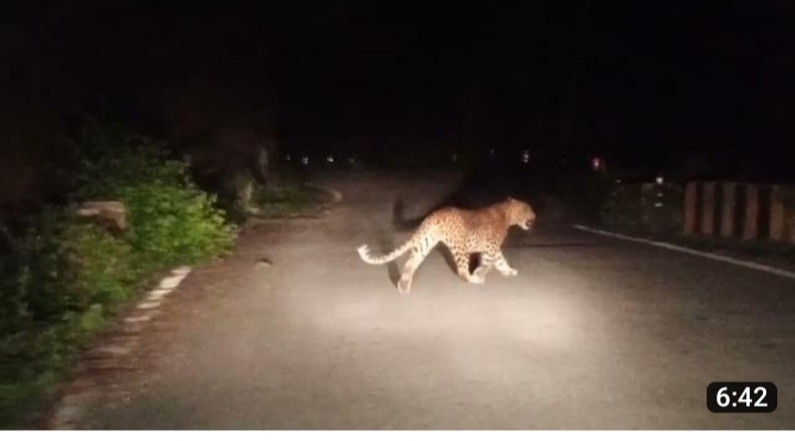 सीतामढ़ी : खेत में काम कर रही दो महिलाओं पर बाघ ने किया हमला, जांच के लिए पहुंची फॉरेस्ट विभाग की टीम