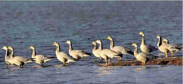 लातेहार : साले डैम में विदेशी पक्षियों का आगमन, काफी संख्या में पर्यटक पहुंच रहे देखने