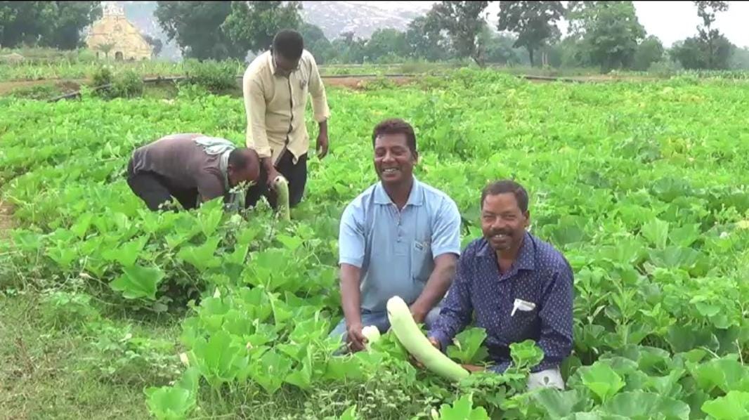 गुमला के युवकों ने पेश की मिसाल, बंजर भूमि को बनाया आय का जरिया