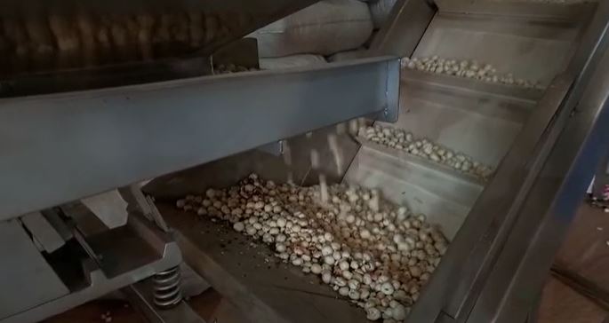 मखाना उद्योग में ऑर्गेनिक सत्वा देश के साथ विदेश में भी मचा रहा धूम, सैकड़ो कामगारो को मिला रोजगार