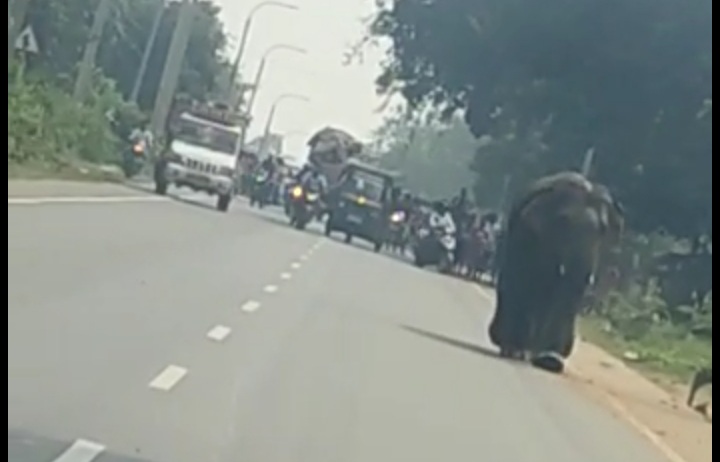 बीच सड़क पर झूमता पहुंच गया हाथी, फिर राहगिरों का क्या हुआ हाल, देखिए वीडियो