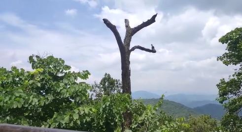 विकास का हमसफर या विनाश के रास्ते चल पड़ा है अपना झारखंड, जंगली जानवरों के बढ़ते हमलों का क्या है संदेश?