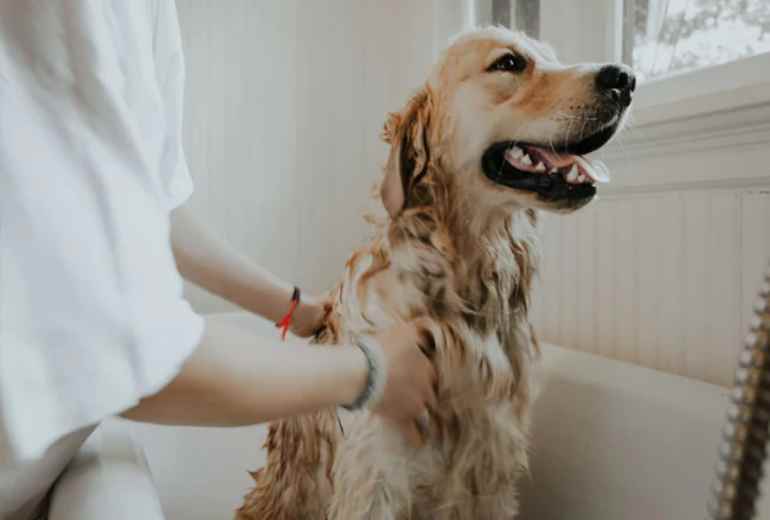 पालतू कुत्ते को ‘कुत्ता’ कहना पड़ा महंगा, पड़ोसियों ने 65 वर्षीय किसान की ले ली जान