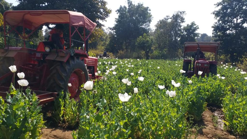 हजारीबाग पुलिस की बड़ी कार्रवाई, 90 एकड़ में लगे अफीम की खेती को किया गया नष्ट