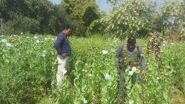 औरंगाबाद : माओवादी करा रहे थे अफीम की खेती, पुलिस ने तोड़ी कमर, नष्ट कर दी 10 एकड़ में लगी 20 करोड़ की फसल     