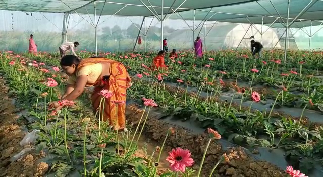 प्यार के सप्ताह में भी फूलों को नहीं मिल रहा बाजार, रंग-बिरंगे फूलों का उत्पादन करने वाली महिला किसानों में खासा मायूसी