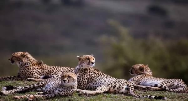 साउथ अफ्रीका से इंडिया लाए जाएंगे 12 चीते, 18 फरवरी को पहुंचेंगे भारत