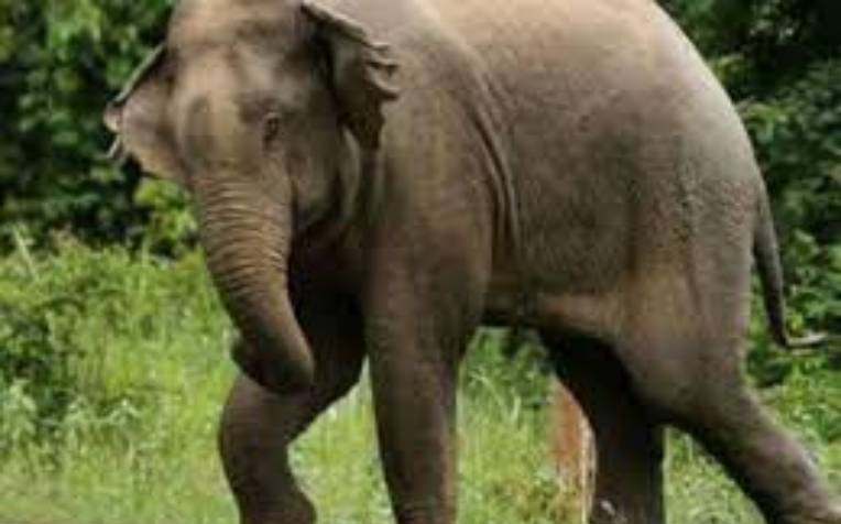 लोहरदगा: हाथी के आतंक ने अब तक ले ली पांच लोगों की जान, वन विभाग हाथी को भगाने में जुटा