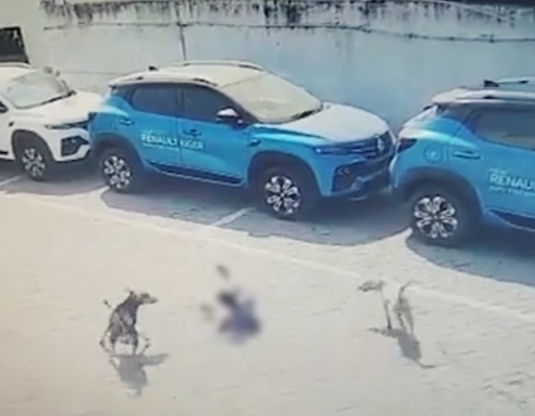 4 साल के मासूम को कुत्तों के झुंड ने दबोचा, जानिए क्या हुआ आगे