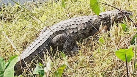 रिहायशी इलाके में नजर आया मगरमच्छों का झुंड, दहशत में ग्रामीण 