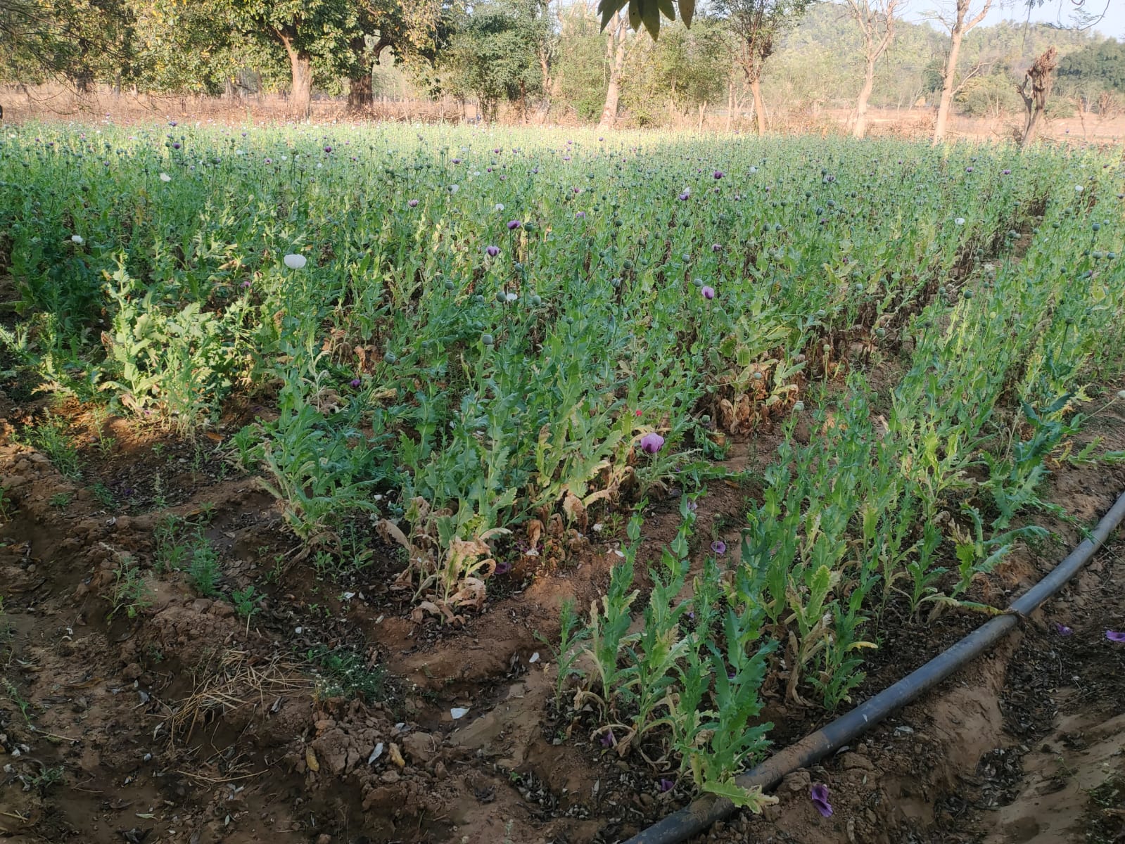 सिमडेगा: अफीम की खेती के खिलाफ पुलिस की कड़ी कार्रवाई, 10 डिसमिल में लगी फ़सल को किया नष्ट