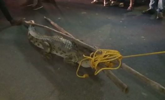 गांव में मगरमच्छ को देख लोगों में दहशत, काफी मशक्कत के बाद आया काबू में