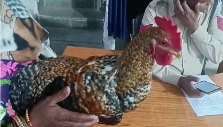 पड़ोसी ने रची मुर्गे के मर्डर की साजिश, एफआईआर दर्ज करवाने पर अड़ी महिला, उलझन में फंसी पुलिस  