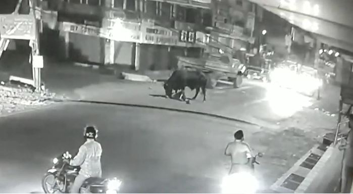 जमशेदपुर में सांड का आतंक, दो लोगों की मौत