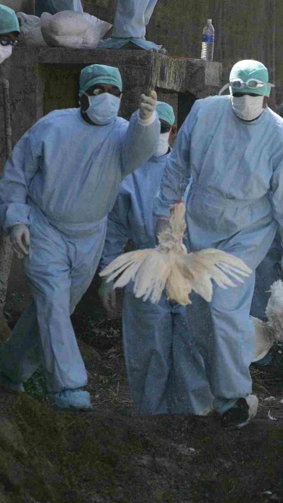 रांची में बर्ड फ्लू की पुष्टि के बाद जिला प्रशासन अलर्ट, सात रैपिड रिस्पॉन्स टीम का किया गया गठन, मुर्गों को मारने का  आदेश