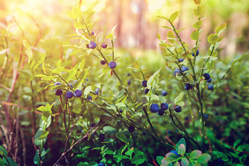 जंगली फल खाने से 27 छात्र बीमार, स्कूल बंक कर जंगल घूमने गये थे छात्र, जानिए पका फल देख कैसे अपने आप को रोक नहीं पाये छात्र