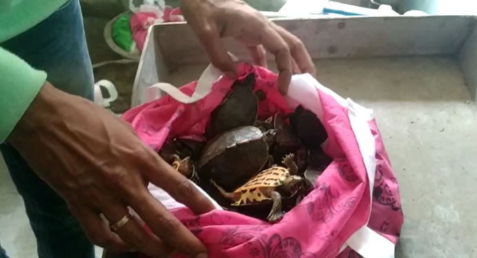 गोपालगंज: 250 पीस कछुआ ले जा रहे थे तीन युवक, पुलिस ने किया गिरफ्तार
