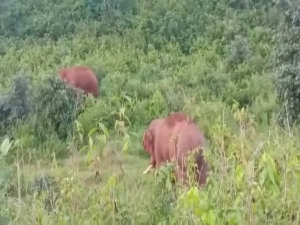 हाथी के साथ सेल्फी लेना पड़ा महंगा, हाथी ने कुचल कर ली युवक की जान