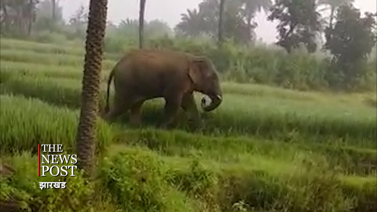 झुंड से बिछड़ गया था हाथी, तभी ग्रामीणों ने की ऐसी हरकत कि उग्र हो गया और ले ली एक की जान