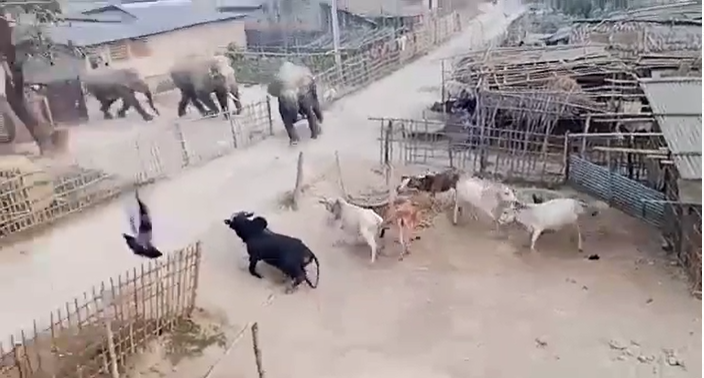 किशनगंज  में हाथियों ने मचाया उत्पात, ग्रामीणों में दहशत 