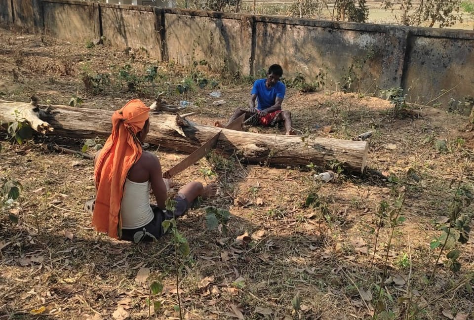 विद्यालय के शिक्षकों की मिली भगत से काटे जा रहे शीशम के पेड़, जांच की मांग