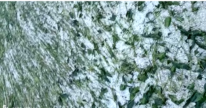 ओलों ने मचाई तबाही, फसलों को भारी नुकसान, किसानों में हाहाकार