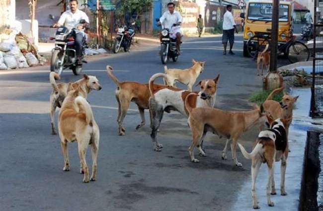 धनबाद में 'साइलेंट किलर' बन गए हैं आवारा पशु, इस रिपोर्ट में जानिए कुत्तों के झुंड का आतंक 