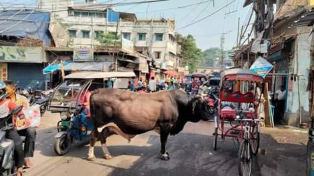 "किलर सांड" को अब गौशाला भी नहीं रखेगा,फिर धनबाद के राहगीरों की सुरक्षा कैसे होगी,पढ़िए इस रिपोर्ट में पूरा डिटेल्स 