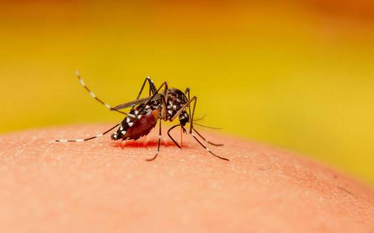कानपुर में फिर से मिले ज़ीका वायरस के नए 30  संक्रमित, स्वास्थ्य महकमे में हड़कंप
