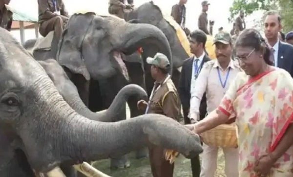 प्रोजेक्ट एलीफेंट का झारखंड के लिए क्या महत्व है,गज उत्सव में क्या हुए विचार-विमर्श, हाथियों के महत्व पर किसने क्या कहा