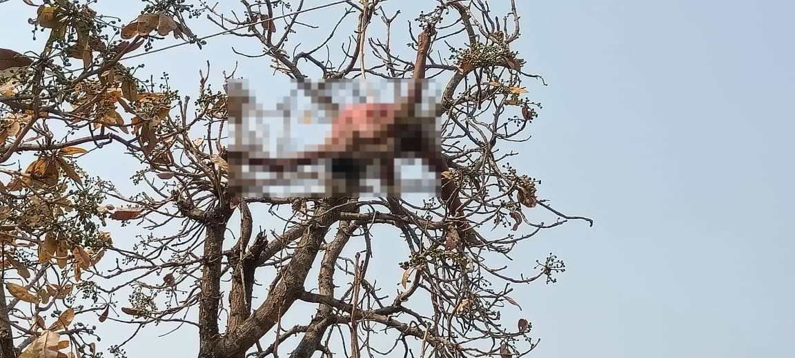 पेड़ पर चढ़े शख्स की हाई एक्सटेंशन बिजली तार की चपेट में आने से मौत, जानिए पूरी घटना