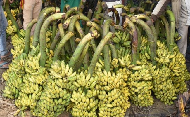 सिर्फ लिट्टी चोखा की बात मत करिए साहब, बिहार का तिलकुट, बालूशाही, चिनिया केला भी जीआई टैगिंग पाने को मचल रहे हैं, देखिए ये रिपोर्ट