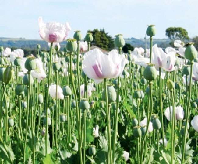 उग्रवाद के बाद अब नशे का कॉरिडोर बना सिमडेगा